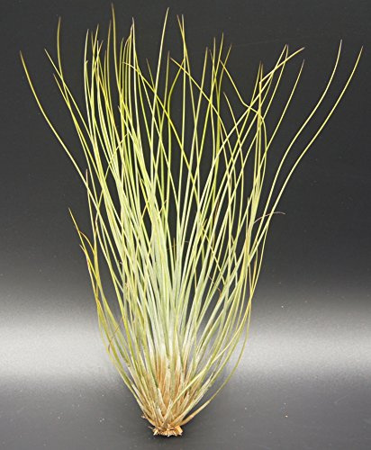 Tillandsien, Tillandsia festucoides, Bromeliengewächs