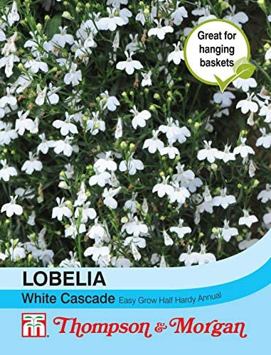 Thompson & Morgan - Flowers - Lobelia (Trailing) White Cascade - 1000 Seed