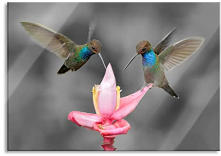 Pixxprint Image murale en verre véritable - Colibris sous les tropiques - 100 x 70 cm - Avec suspension et entretoises