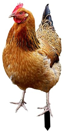 Fenteer Piquet de Jardin Statue de Poule, Statue de Poule en Métal pour Embellir Votre Espace Extérieur, Piquets de Jardin en Forme de Coq, Statue Décorative de Jardin Poule, 33x15.2x0.1cm