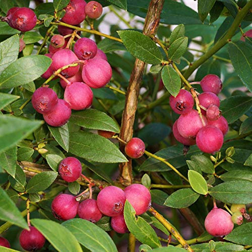 Blueberry Unusual Pink Fruit Hardy Garden Plant 'Pink Lemonade' in 2L Pot by Thompson and Morgan (1)