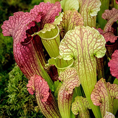 Gardeners Dream 'Sarracenia Smoorii' (20-30 cm inkl. Topf) - Fleischfressende Pflanzen - Exotische Pflanzen - Terrarium Pflanzen - Luftreinigende Zimmerpflanzen - Fliegenfalle Pflanze - Pflanzen Deko