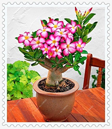 Seeds 50% true adenium obsum desert roses seeds for seeds home garden flower of the bonsaïpianta rose 1pcs / pack: Only seeds