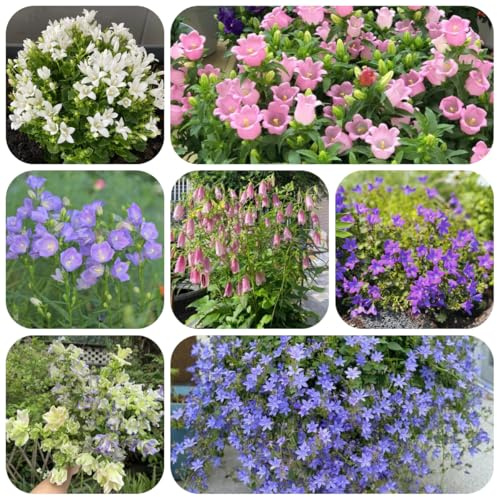 semi resistenti di campanula da balcone perenni resistenti campanula primaverile, selvatici da giardino, perenne 150pcs