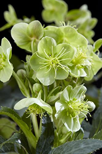 Suttons Helleborus Hardy Shrub Garden Plant 'Silver Star' Christmas Rose leathery Dark Green Foliage Jagged Leaf’s Outdoor Woodland Edging Flowerbeds and Borders 1 x 14cm Pot
