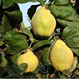 Semi di albero di mela cotogna (Cydonia Oblonga) 15+Semi (15+)