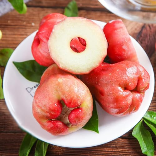 Syzygium samarangenseSamen - säulenobst obstsamen obstgarten seltene zwergobstbäume winterhart obstbäume kaufen säulenobstbäume geschenke für gartenliebhaber 150pcs