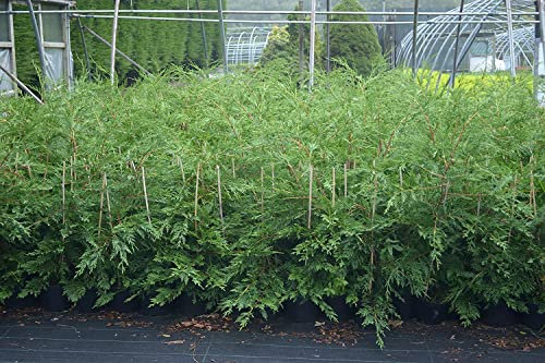 2-3ft Leylandii Green Hedging Conifers, 2ltr pots, Evergreen Hedging (10 Pack)