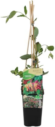 Bloomique - Lonicera Heckrottii Goldflame - Geißblatt - Rot, Gelb - Kletterpflanzen - Gartenpflanzen - Winterhart - Topf 15 cm - 70-80 cm hoch