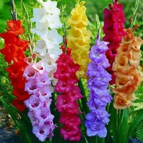 Bulbi Di Gladioli, Gladiolo, I Bulbi Di Gladiolo Sono Resistenti Al Freddo, Bulbo Di Gladiolo Perenne, Giardino, Terrazza, Balcone, Camera Da Letto, Cucina,Rizoma Di Gladiolo,-15Bulbi-A