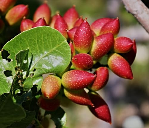 frische, echte Pistazie Samen, Pistacia vera, frosthart, aus Antep/Türkei, Jan. 2025 (5 Samen)