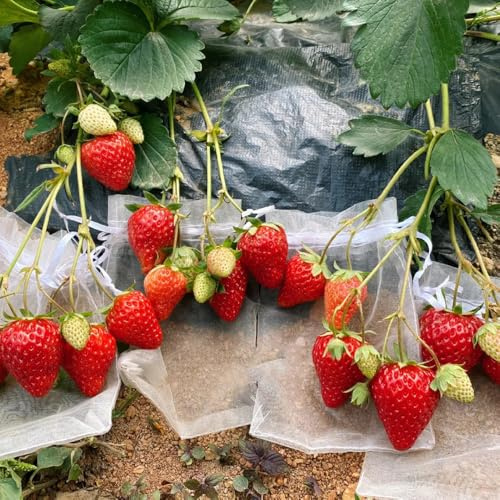 Semillas de fresa, Las de jardín son resistentes Comprar de fresa semillas variedades antiguas raras exóticas 600pcs