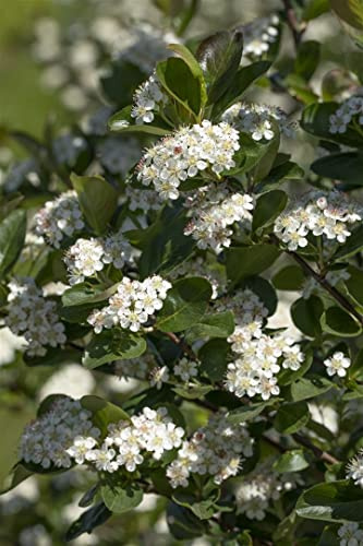 Apfelbeere Aronia prunifolia Viking 40-60 cm Heckenpflanze winterhart | Essbare Beeren, sonniger bis halbschattiger Standort, schnittvertraeglich, ideal als Sichtschutz, bienenfreundlich