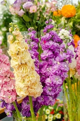 Giroflée quarantaine en mélange - Matthiola incana100 Graines
