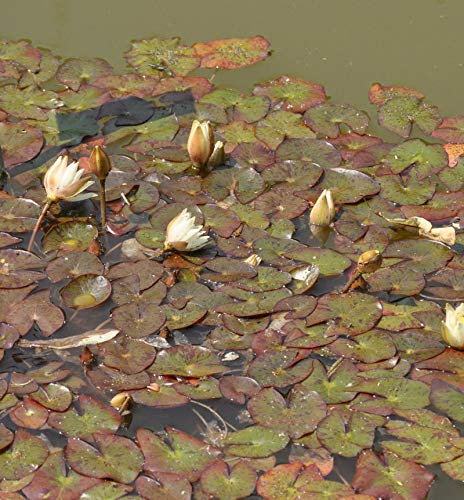 Zwerg Seerose Alba - Nymphaea