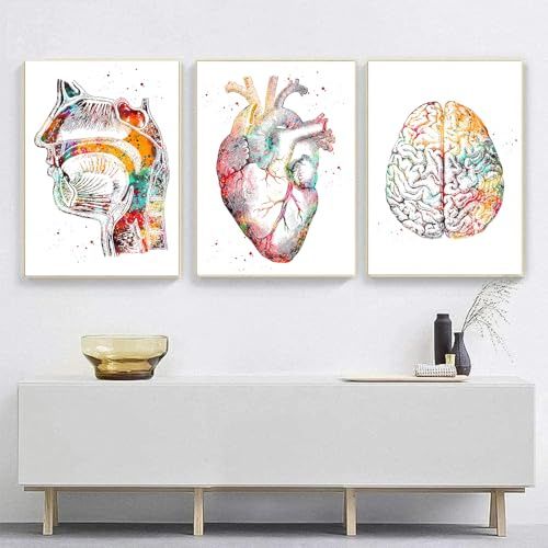 KXHHYB Set di 3 poster anatomici da parete con cuore, cervello, anatomia umana, ospedale, clinica, arte da parete, medica, senza cornice (D, 40x60cm*3)