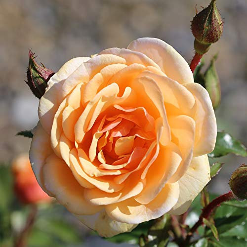 Rose ‘Sweet Honey’ (Floribunda Rose) x2 Bare Root by Thompson and Morgan (2)