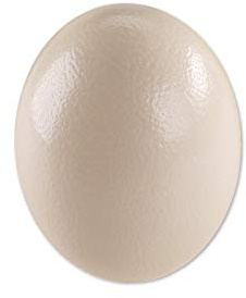 Straußenei aus Südafrika - 1A Qualität - Größe ca. 13-15cm - naturbelassen, entleert, ausgeblasen und gereinigt