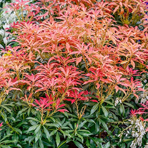 Elixir Gardens 1 x Pieris Mountain Fire (4.5L Pot) | Fully Established Hardy Evergreen Outdoor Flowering Shrubs & Bushes | Rhododendron-Viburnum-Abelia-Phormium-Camellia-Sarcoccoca & more