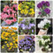 Semi di rododendro piante rare Semi di azalea, giardino di piante piante da giardino roccioso resistenti piante per luoghi soleggiati vecchie varietà semi di alberi arbusti fioriti 200pcs