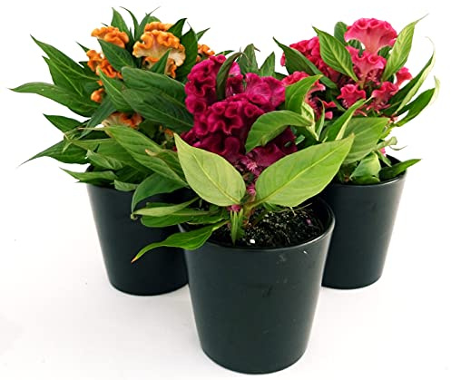 POWERS TO FLOWERS - CELOSIA CRESTATA TRIS ROSA, FUCSIA, ARANCIO, 3 PIANTE, Vaso 12cm, Piante Vere