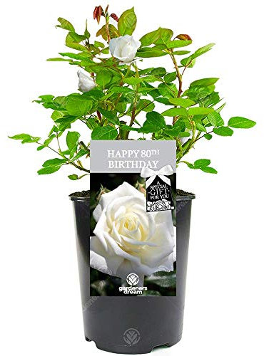 Happy Birthday Rose - 80th Birthday Gift - Make Their Special Day Memorable with a Beautiful Living Rose