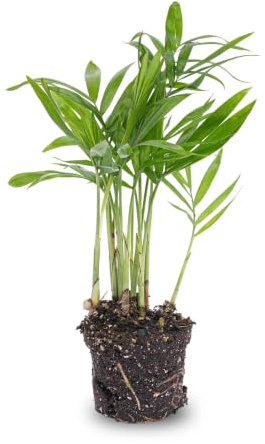 urbanjngl - Bergpalm Chamaedorea elegans 'Baby' - Terrarienpflanze, pflegeleicht, ideal für Innenräume, Höhe ca. 30 cm, grüne Blätter, perfekt für Anfänger und Pflanzenliebhaber.