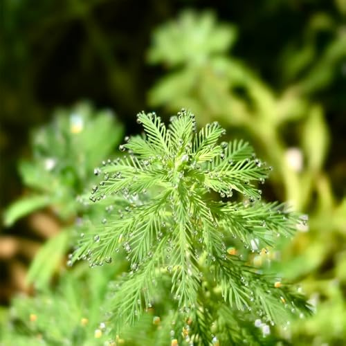 Myriophyllum verticillatum, winterharte für garten kräuterpflanzen exotische grünpflanzen kräuterbeet balkon teichpflanzen kräutersamen 350Samen
