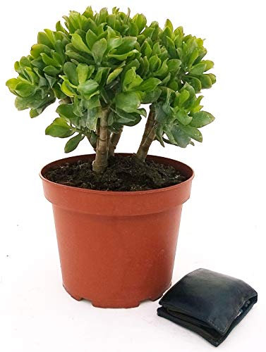 POWERS TO FLOWERS - CRASSULA ARBORESCENS CURLY GREEN, ALBERO DI GIADA, XXL VASO 24, pianta vera