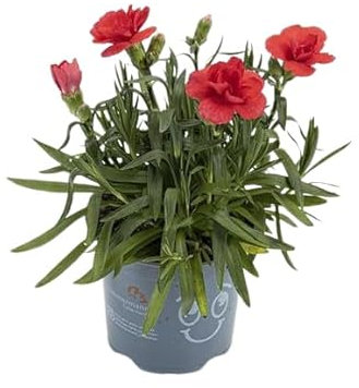 Clavel 10cm Planta con Flor de Color Mix Clavel Real Natural