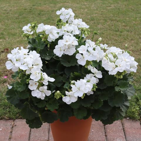 80 Stück weiße Geranienblumensamen