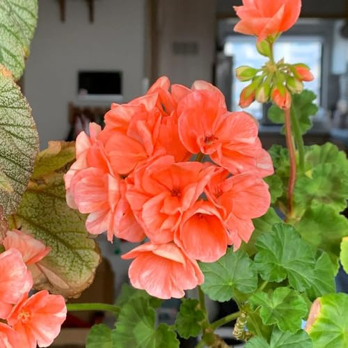 geranien blumensamen kaufen blumenbeet balkon blumenwiese herbstaussaat mehrjährig bonsai topf blumendeko blumengarten biosaatgut blumenstauden winterhart wildblumen balkonblumen 50samen
