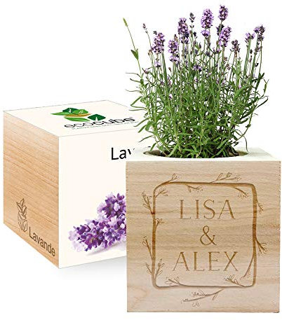 Amikado - Ecocube gravé cadre fleur (Lavande) - Plantes dans Un Cube en Bois - 100% Eco Friendly - idée Cadeau Durable
