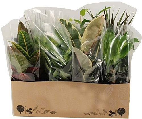Plantas de Interior Mixtas Verdes Pack de 12 Plantas Caja Presentación Plantas en Maceta de 12cm de Diámetro Altura de 30cm