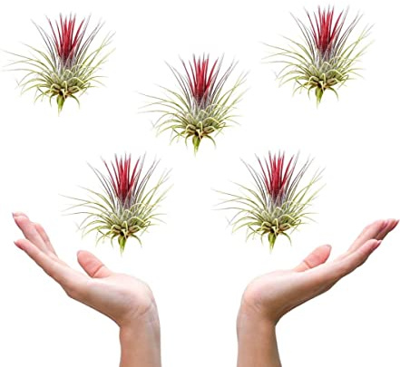 Tillandsia Color Rojo - Pack de 5 Plantas Naturales - Plantas del Aire Rojas
