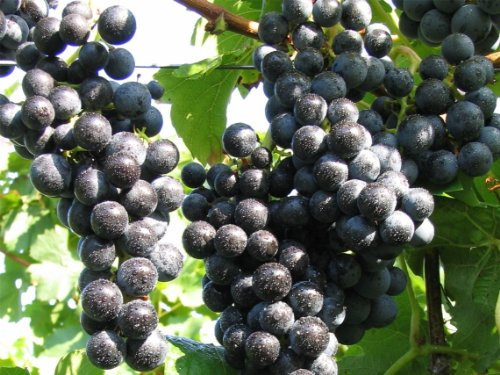 Vitis vinifera Regent | blaue Weintraube dekorative Herbstfärbung veredelt