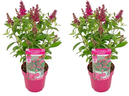 Bloomique - 2er-Set - Buddleja Butterfly Little Ruby - Schmetterlingsflieder - Gartenpflanzen - Winterhart - Höhe 30-40 cm - Topf 19 cm