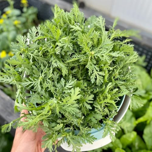 Coronario di crisantemo - resistenti in vaso crisantemo commestibile rare varietà antiche di rampicanti esotiche semi decorazioni giardino per esterni 500semi