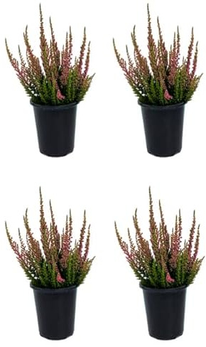Pack de 4 Calluna vulgaris - Brezos Naturales ideales para Invierno