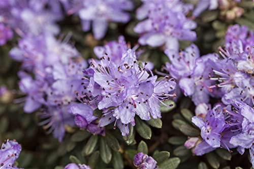 Rhododendron impeditum 'Blue Tit Magor' 30-40 cm - Zwerg-Rhododendron, blaue Blüten, Blütezeit April-Mai, ideal für Kübel, winterhart und pflegeleicht