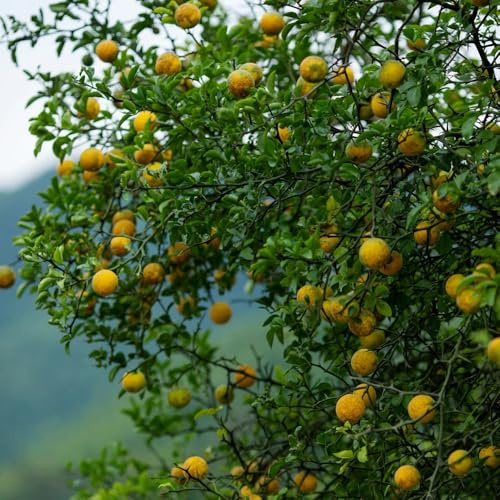 semi di arancia amara, semi fresca, decorazione da giardino per esterni arancio amaro fresca, resistenti per balconi 75pcs
