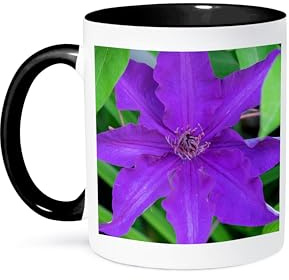 3dRose Purple Clematis flower, Reading, Massachusetts, USA 11oz Two-Tone Black Mug