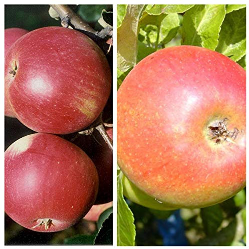 Duo Apfelbaum James Grieve und Alkmene 7,5 L. Topf M7