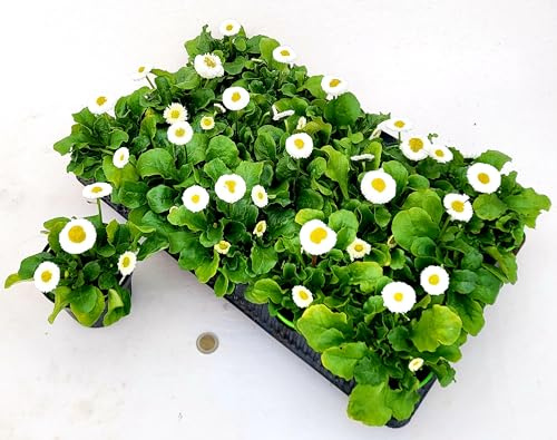 POWERS TO FLOWERS - PRATOLINE BIANCHE, MARGHERITA BELLIS PERENNI, 15 PIANTE, vaso 10cm, piante vere