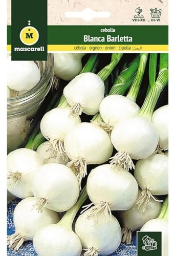 Mascarell Semillas, CEBOLLA, Semillas Huerto, CEBOLLA TEMPRANA BARLETTA, Crea tu Propio Huerto Urbano y Cultivo en Casa, Plantas Hortícolas, 4 Gramos