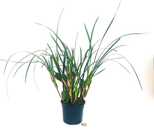 POWERS TO FLOWERS - ORCHIDEA MAXILLARIA VARIABILIS, pianta vera