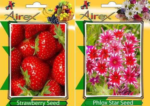 Fragola, Phlox Stella