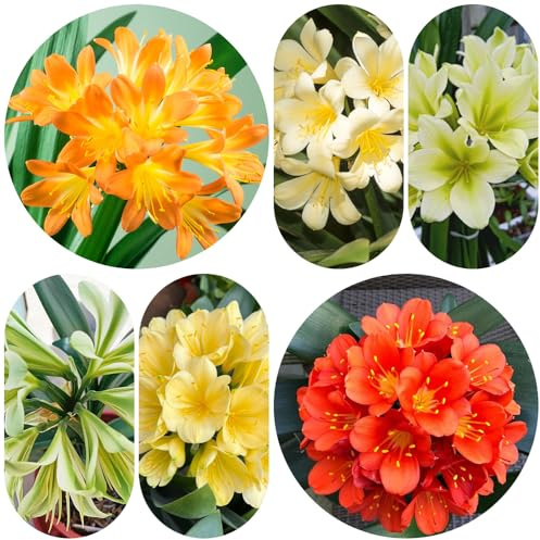 Clivia - resistentes pleno sol. en jardín de balcón de interior balcón invernaderos Cubresuelos 400Semillas