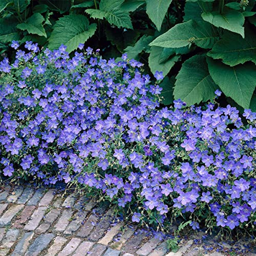 Bloomique - Lot de 3 - Geranium Johnsons Blue – Géranium vivace – Fleurs bleues – Rustique – Hauteur 10-20 cm – Pot 9x9 cm