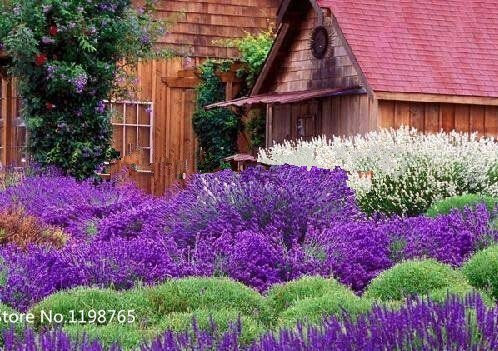 200 Semillas de lavanda de Provenza francesa - molto profumato semi Bonsai Fiori per il giardino